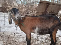 母山羊, Nubian Goat — 照片 1
