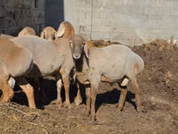 كبش, Arashan sheep — الصورة 5