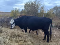 गाय, Latvian Blue cattle — फ़ोटो 2