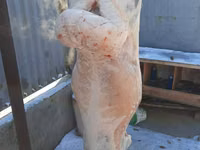 Ram, Sheep — photo 7