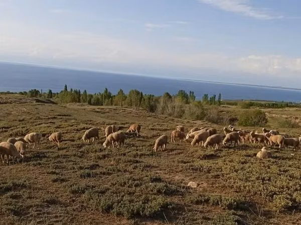 كبش, Merino sheep