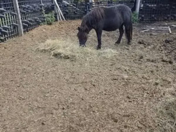 Caballo, Caballos