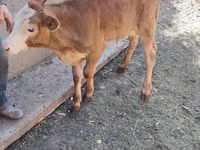Qoramol (partiya, jinsi ko‘rsatilmagan), Simmental cattle — 5-rasm
