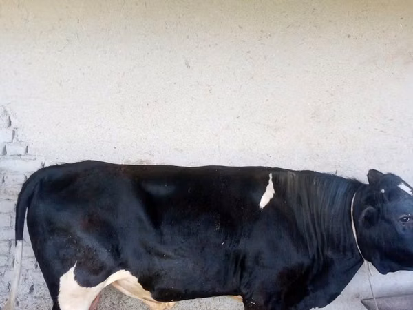 公牛, Russian Black pied cattle — 乌兹别克斯坦