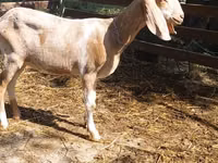 母山羊, Nubian Goat — 照片 2
