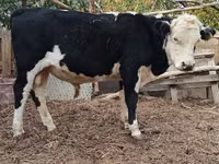 Bulle, Kasachische Weißkopfkuh — Foto 2