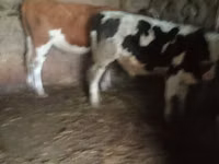 Bulle, Russian Black pied cattle — Foto 2
