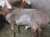 Carnero, Arashan sheep — foto 2