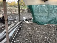 Chickens — 3-сурет