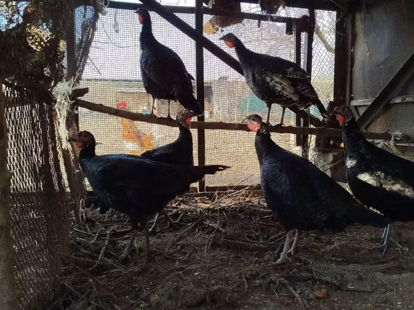 Turkeys