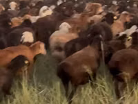 Schaf, Edilbay sheep — Foto 3