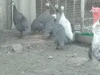 Guinea fowl — Foto 1