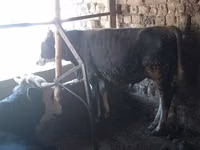 公牛, Russian Black pied cattle — 照片 1