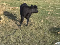 गाय, कास्ता गाय — फ़ोटो 1