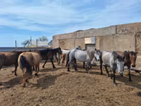 Caballos (lote, sexo no especificado), Caballos — foto 5