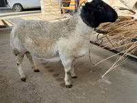Widder, Dorper sheep — Foto 4