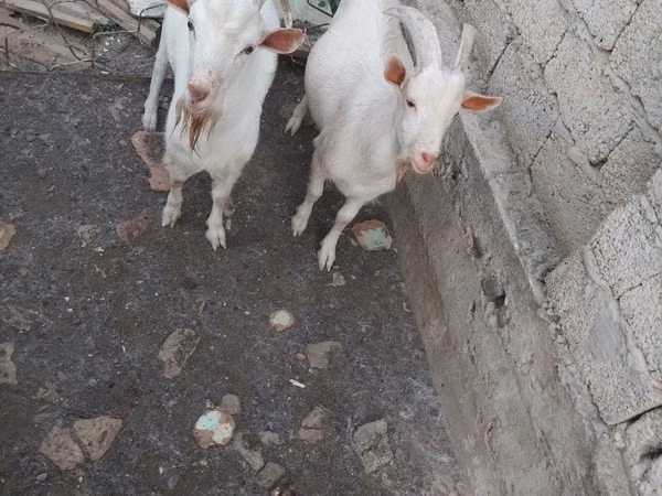 Козёл, Козлы