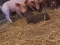 Schweine (Partie, Geschlecht nicht angegeben) — Foto 4