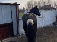 Hengst, Russian Don — Foto 2