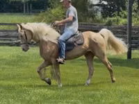 حصان, Rocky Mountain Horse — الصورة 3
