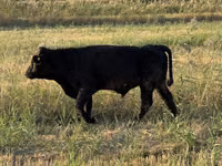 Bulle, Swiss cattle — Foto 3