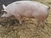 Schweine (Partie, Geschlecht nicht angegeben) — Foto 3