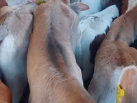 Bull, Simmental cattle — photo 2