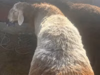 Widder, Arashan sheep — Foto 1
