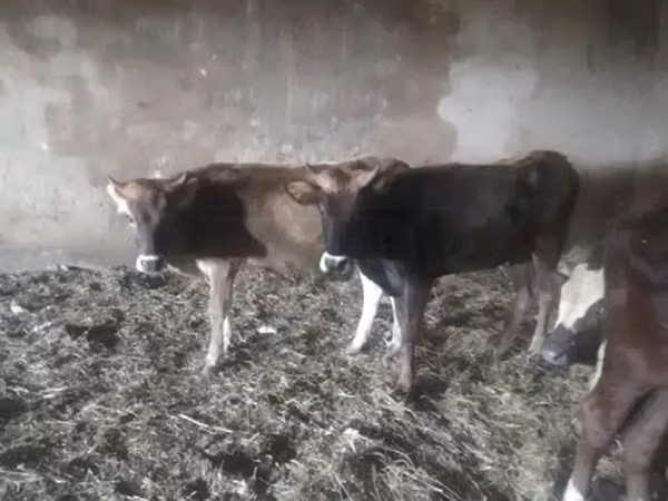 गाय, मवेशी