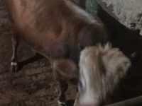 Toro, Ganado vacuno — foto 2
