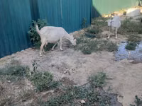 बकरा, बकरियाँ — फ़ोटो 5