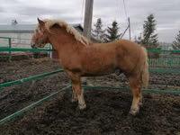 Horse (M), Horses — photo 3