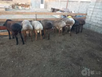 Қошқар, Arashan sheep — 1-сурет