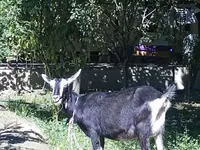 Echki, Alpine goat — 3-rasm