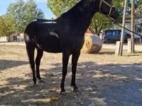 Hengst, Hungarian horse breed — Foto 3