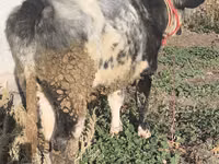 公牛, Belgian Blue — 照片 8