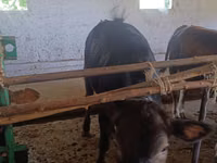 Cow, Alatau breed — photo 5