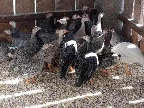 Guinea fowl