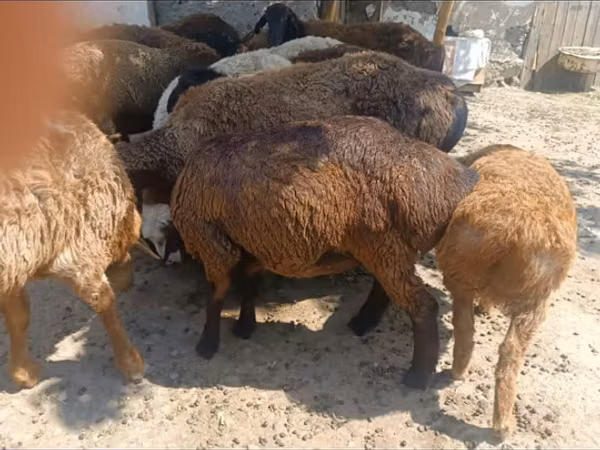 كبش, الأغنام — كازاخستان