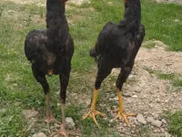 Shamo tovuqlari — 1-rasm