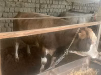 Bulle, Simmental cattle — Foto 1
