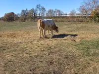 Kuh, Simmental cattle — Foto 8