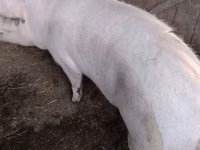 Schweine (Partie, Geschlecht nicht angegeben) — Foto 3