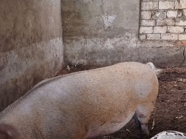 公猪, Pigs