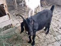 Ziege, Alpine goat — Foto 2