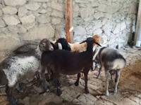 كبش, Rhon sheep — الصورة 1
