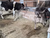 母牛, Latvian Blue cattle — 照片 2