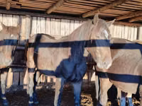 Caballo, Caballos — foto 2
