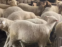 Schaf, Schafe — Foto 2