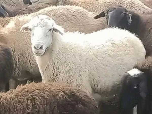 كبش, الأغنام — كازاخستان